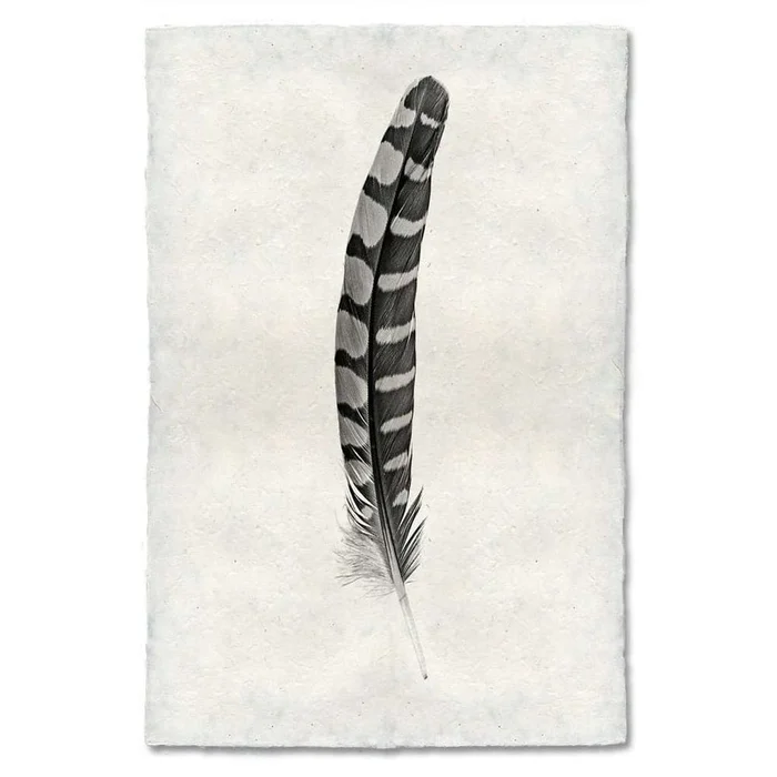 Feather Study #12 Print