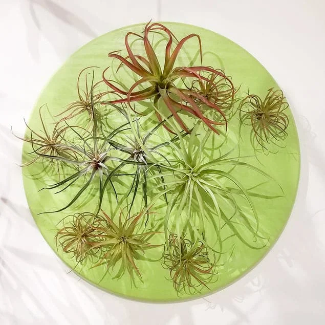 Green Wall, Air Plant Mix