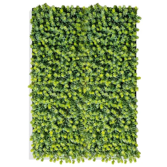 Green Wall Sedum Album Green