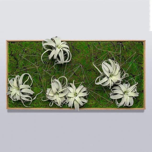 Green Wall, Wire Crystals & Xerographica