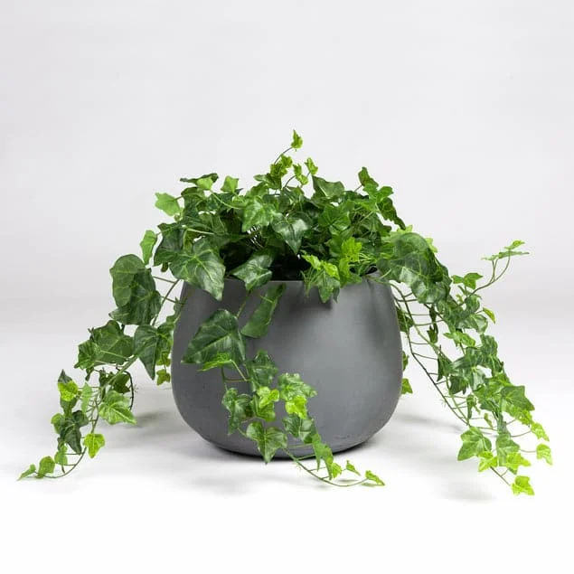 Ivy in Puddle Planter Grey