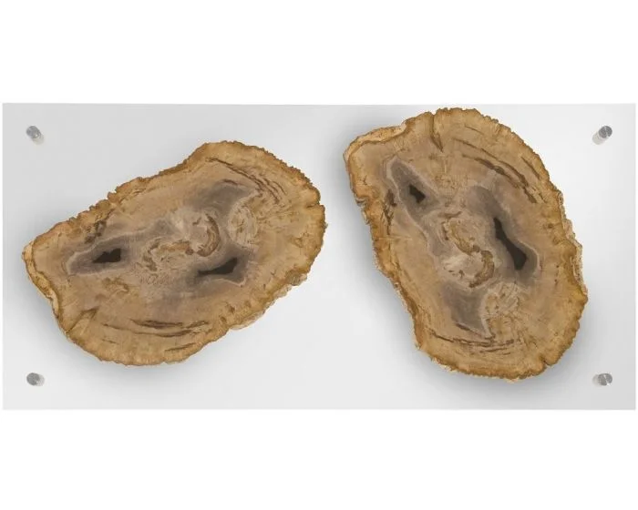 Phillips Collection Floating Petrified Double Slice Wall Art (Dropshippable)