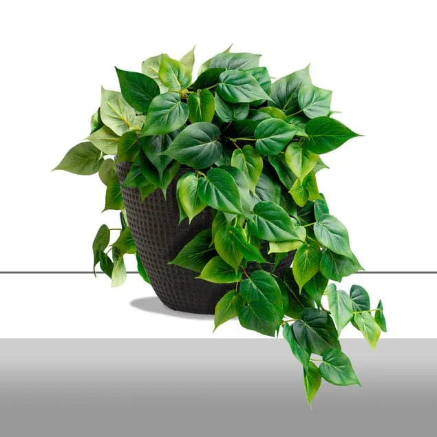 Philodendron Green Heart Leaf in Nama Planter – Large
