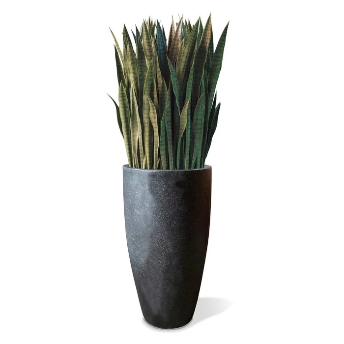 Sansevieria In Kawa Planter