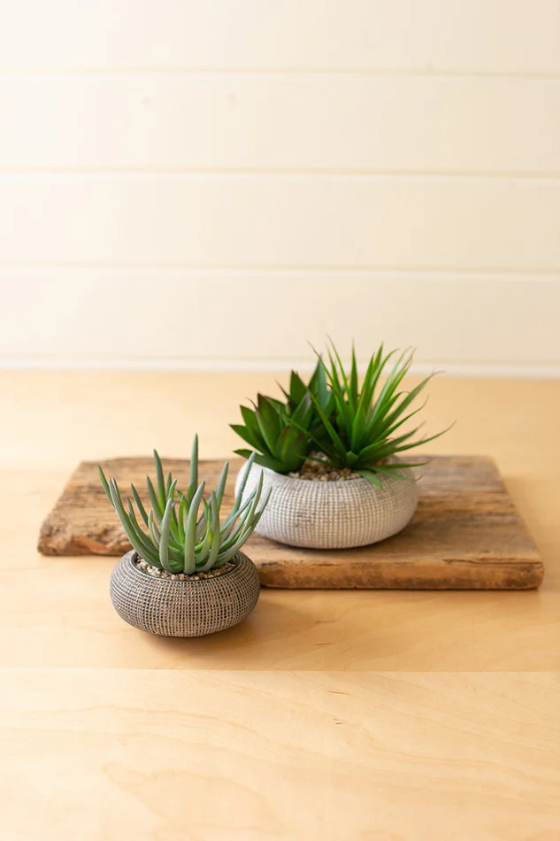 Succulents In Concrete Pots Set Of 2 By Kalalou – Green
